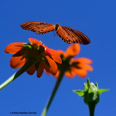A Gulf Fritillary, Agraulis vanillae, fluttering over a Mexican sunflower, Tithonia rotundifola. (Photo by Kathy Keatley Garvey)