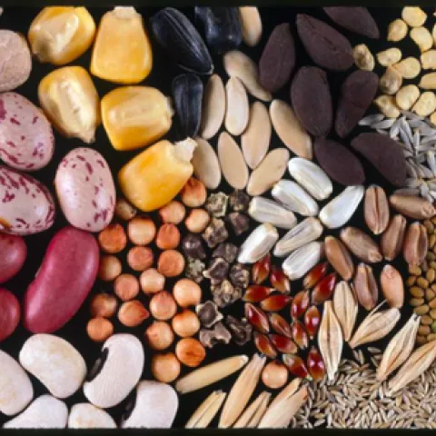 Photo of many different kinds of seeds