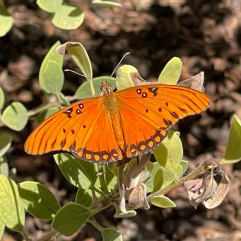 Bright orange butterfly with black and white markings.