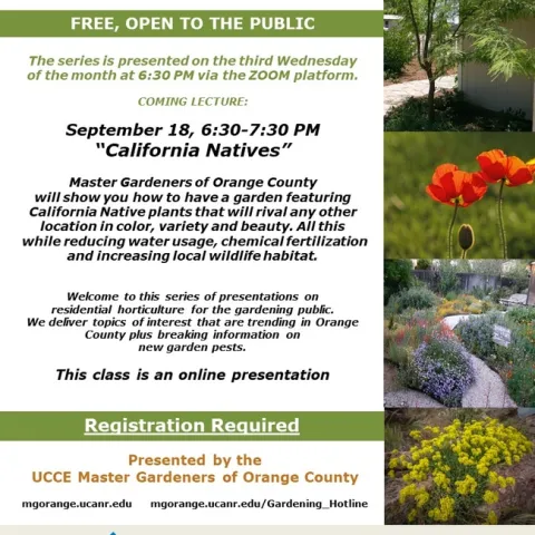 Ready for a Water-Wise Garden? Discover the Power of California Natives