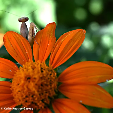 A female praying mantis, Mantis religiosa, pops up between the petals of a Mexican sunflower, Tithonia rotundifola. Surprise! (Photo by Kathy Keatley Garvey)