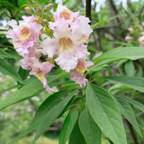 Pink blooms of chitalpa trees.