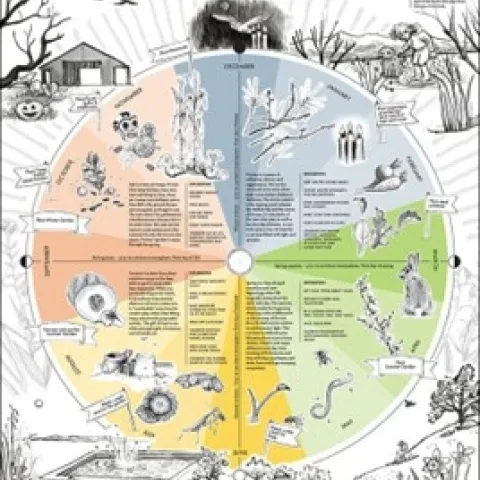 graphic by Alexandra Hammond