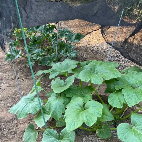Screen cloth positioned over late season summer squash. Alton Wright