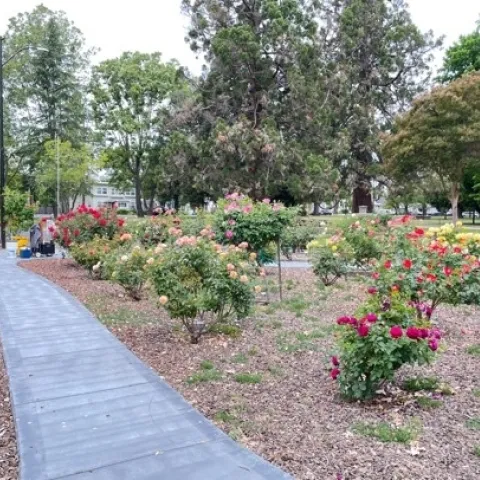 Rose Corral October 2024