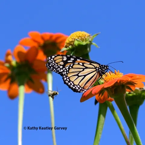 A female monarch nectaring on Mexican sunflower, Tithonia rotunifola, in a Vacaville garden at noon, Sept. 17, 2024. At left is a territorial male longhorned bee, probably Melissodes agilis. (Photo by Kathy Keatley Garvey)