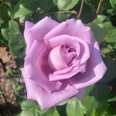 As the weather cools in the fall, the last of the year's roses bloom. (Photo: Jeannette Warnert)