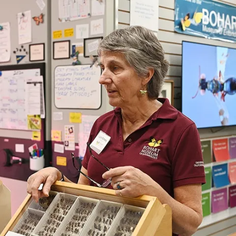 UC Davis distinguished professor emerita Lynn Kimsey directed the Bohart Museum of Entomology for 34 years. (Photo by Kathy Keatley Garvey)