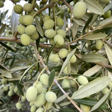 Green Arbosana olives on the tree