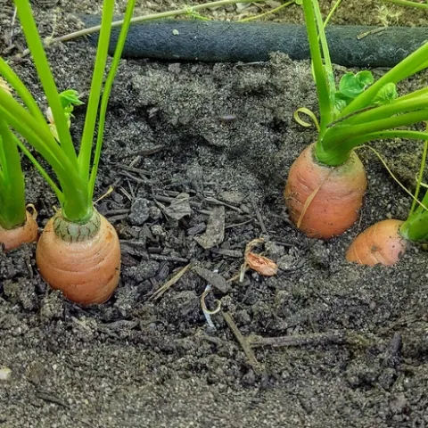 A row of carrots ready to be harvested.