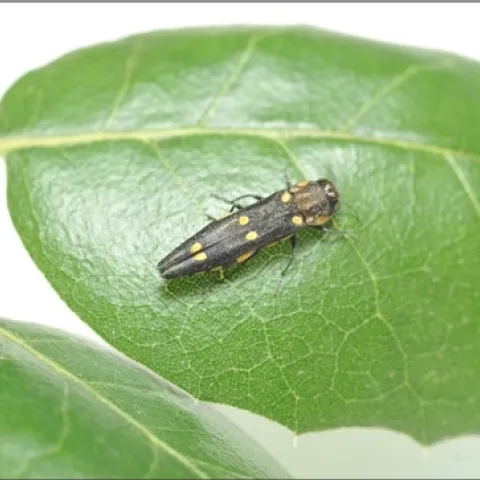 A small beetle, with six golden spots on its brown wings, on top of an oak leaf