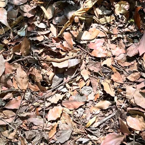 Leaves and twigs make excellent additions to the compost pile. J.C. Lawrence