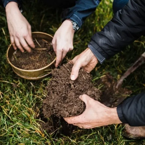 This is an image from Kyle Wickings' soil arthropod ecology lab at Cornell University.