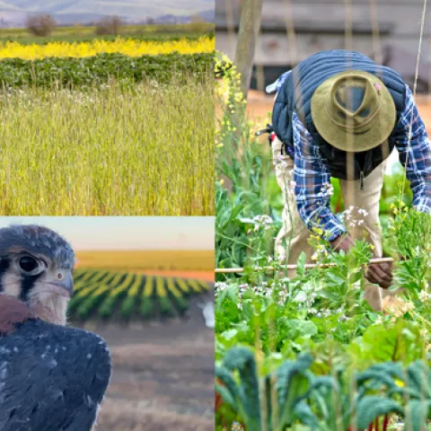 Los pequeños subsidios de SAREP financian estudios de investigación sobre las aves cernícalos, cultivos de cubiertas y la planeación de huertos urbanos.