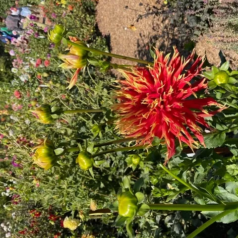 Show ’N’ Tell” dahlia photo by author