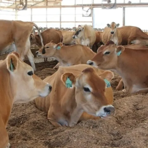 dairy-compost.kozak-pack-e1446046056498