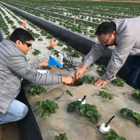 Tapan Pathak, left, adjusts sensors in a strawberry field with help of another guy.
