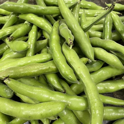 Fava beans by MG Karen Schaffer