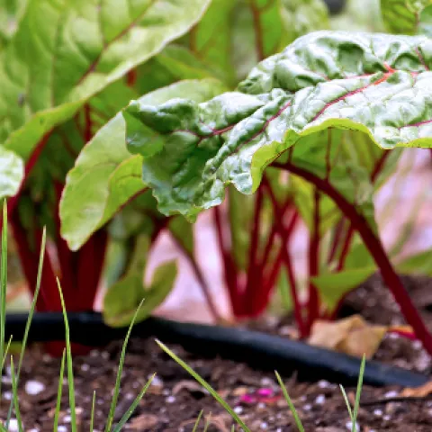 the base of swiss chard plants in a garden bed