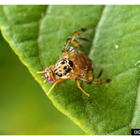 Mediterranean fruit fly on a leaf.