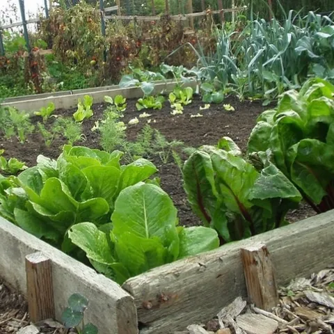 Mulch your winter garden to nourish the soil and prevent weeds. (Photo: Vicki Moore, CC by 2.0)