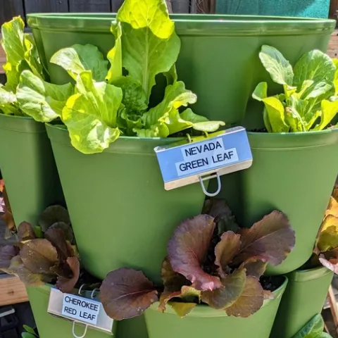 Green container holding two types of lettuce mentioned in the article.