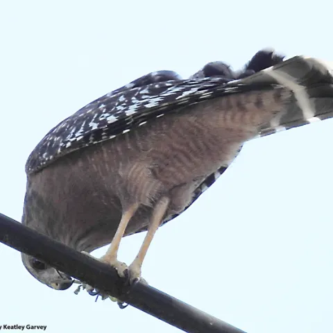 Red-shouldered hawk devouring what appears to be a praying mantis. It caught the insect in the Vacaville Museum and then perched on a telephone line to eat it. (Photo by Kathy Keatley Garvey)