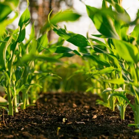Photo: Steven Weeks. The photo depicts a field of corn at early stage with rich soil between the rows.