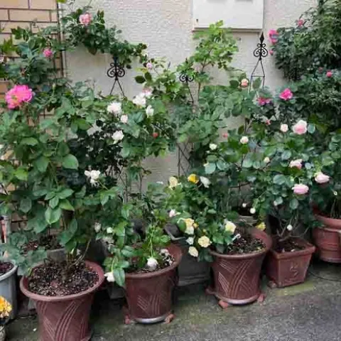 A garden of roses grown in containers creates a pleasing entry to this home in Kyoto. J.C. Lawrence