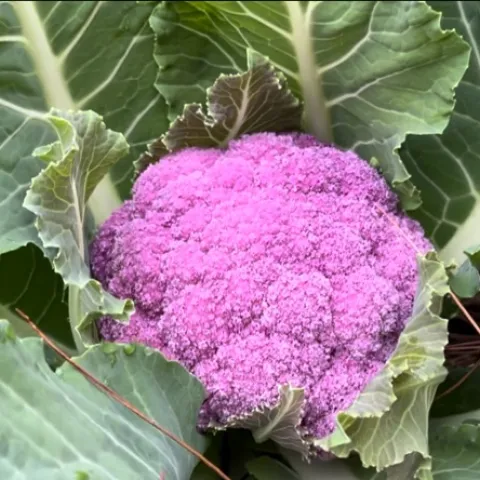 Head of purple cauliflower surrounded by dark green leaves.