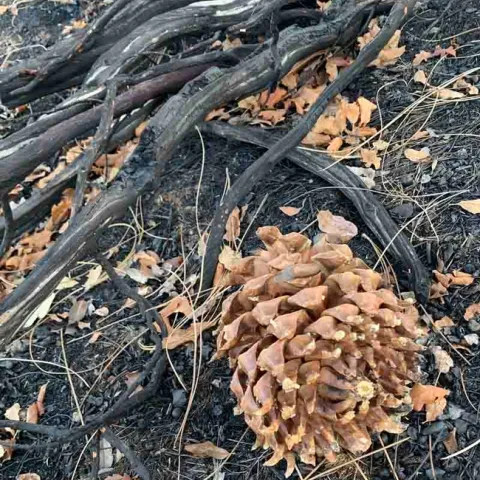 This large cone from a gray pine tree opened up from the heat of the Thompson Fire. Bonita Malone