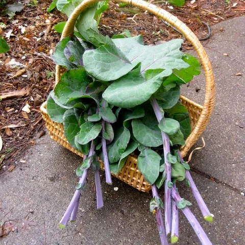 tree collards by davidsilver is licensed under CC BY-NC-SA 2.0.