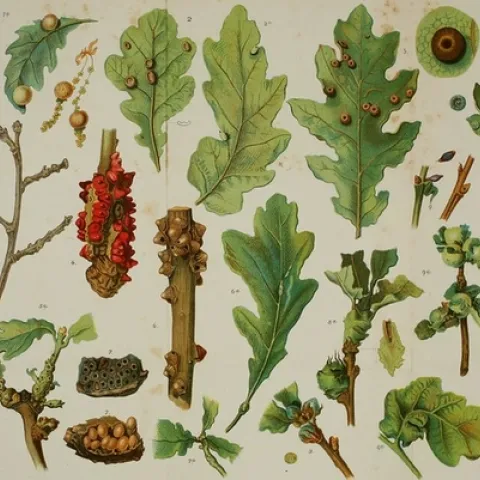 Oak galls form in a wide variety of colors, shapes and sizes when chemicals produced by the larva of wasps are injected into oak leaves, branches or twigs. (Illustration: “Alternating generations; a biological study of oak galls and gall flies,” 1894, University of California Libraries)