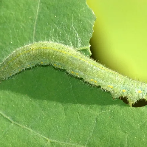 Cabbageworms can eat your healthy vegetables if left unchecked. (Photo: Wikimedia Commons)