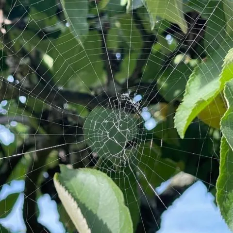 Spiraling spider web hanging from a tree.
