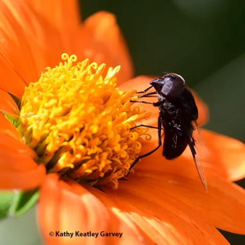 A Mexican cactus fly, Copestylum mexicanum, nectaring on a Mexican sunflower, Tithonia rotundifola in a Vacaville garden. (Photo by Kathy Keatley Garvey)