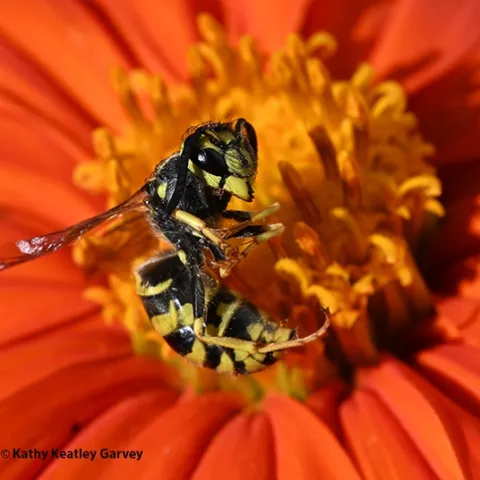 A yellowjacket (expired) placed on a Mexican sunflower, Tithonia rotundifola. (Photo by Kathy Keatley Garvey)