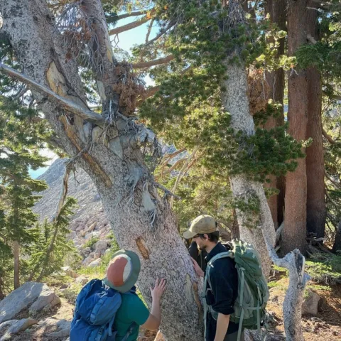 Researchers with the Klamath Inventory and Monitoring Network assess cankers on a whitebark pine affected by blister rust at Lassen Volcanic National Park. Photo C. Jordan
