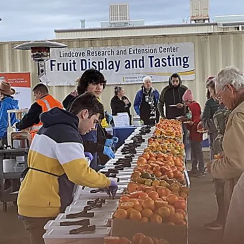Visitors can taste different citrus varieties at Lindcove REC on Dec. 13-14.