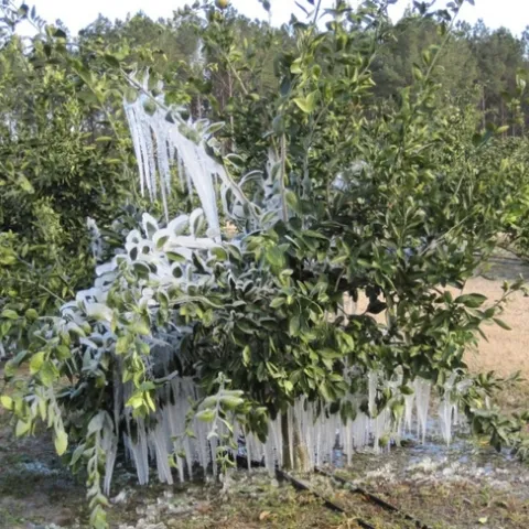 frost satsuma irrigation