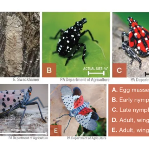 Collage of photos of Spotted Lanternfly eggs, young (various instars) and adults