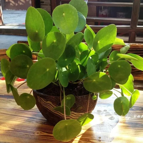 ????Pilea peperomioides) by Neyer is licensed under CC BY-NC-SA 2.0.