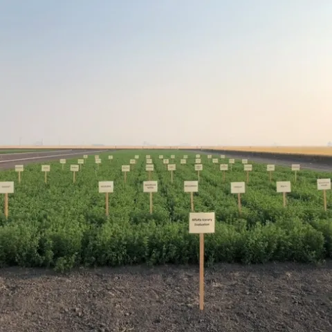 AlfalfaVarietyTrial