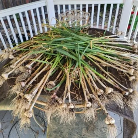 Photo of harvested garlic