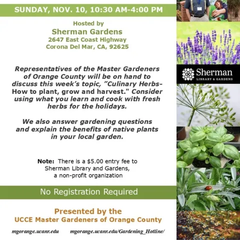 Spice Up Your Holidays! Learn to Grow Fresh Culinary Herbs