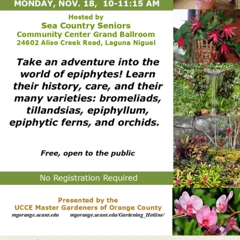 Explore Epiphytes! Discover the Secrets of Air Plants & Orchids