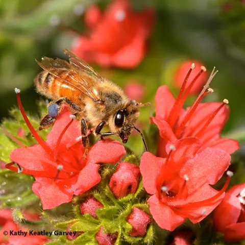 Honey bee nectaring on tower of jewels, Echium wilpretii. This is a non-native, but isn't it pretty? The California Master Beekeeper Program is offering a class on "Planning Year-Round Native Plant Pollinator Garden" on Nov. 17. (Photo by Kathy Keatley Garvey)
