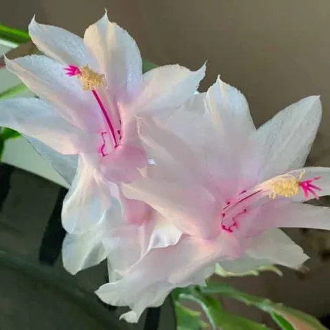 White Thanksgiving cactus flowers. Laura Kling