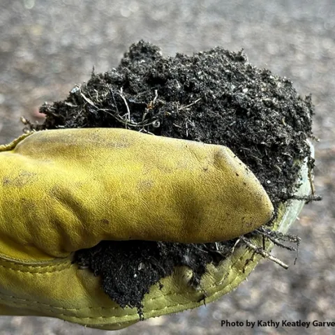 What's up with soil and global change? Andre Franco of Indiana University will speak on "Deciphering the Soil Macrobiome: Belowground Communities Driving Ecosystem Responses to Global Change" at 4:10 p.m., Monday, Nov. 18 in 122 Briggs Hall. It also will be on Zoom and then archived. (Photo by Kathy Keatley Garvey)