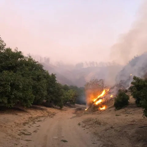 fire coming into orchard